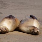 Endlich Urlaub! Seelöwen auf Galapagos