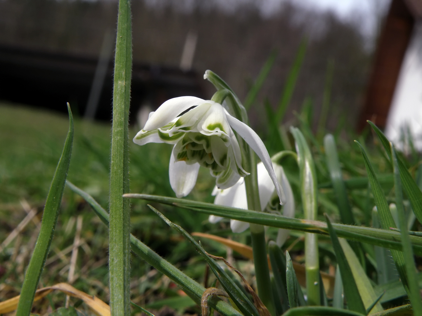 Endlich Vorfrühling - das erste Schneeglöckchen