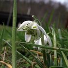 Endlich Vorfrühling - das erste Schneeglöckchen