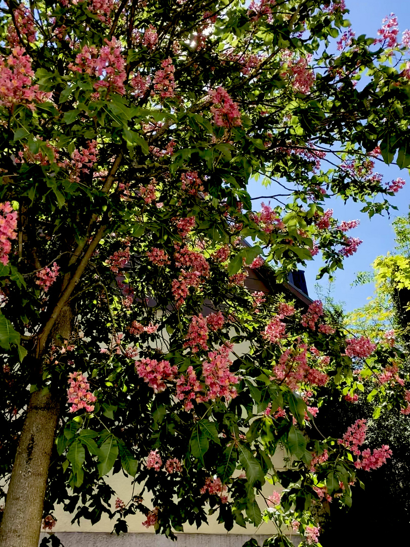 Endlich Wärme .....sitzen unter Kastanienbäumen in Blüte 