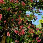 Endlich Wärme .....sitzen unter Kastanienbäumen in Blüte 