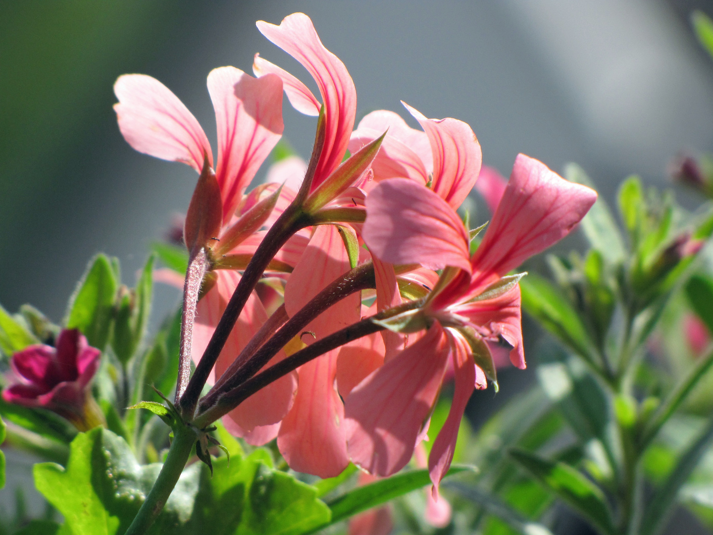 Endlich wärmer und die ersten Sommerblumen ...