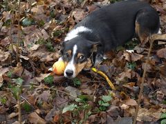 Endlich war Weihnachten....