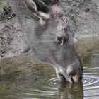 "Endlich Wasser...!"