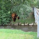 "Endlich Wasser"