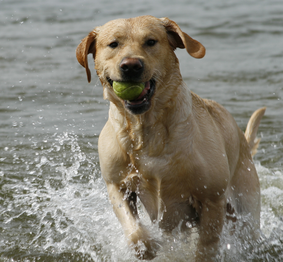 Endlich wieder apportieren im Wasser