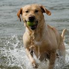 Endlich wieder apportieren im Wasser