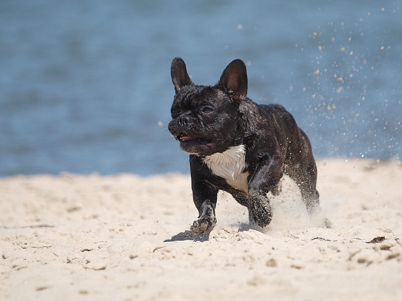 Endlich wieder auf Sylt