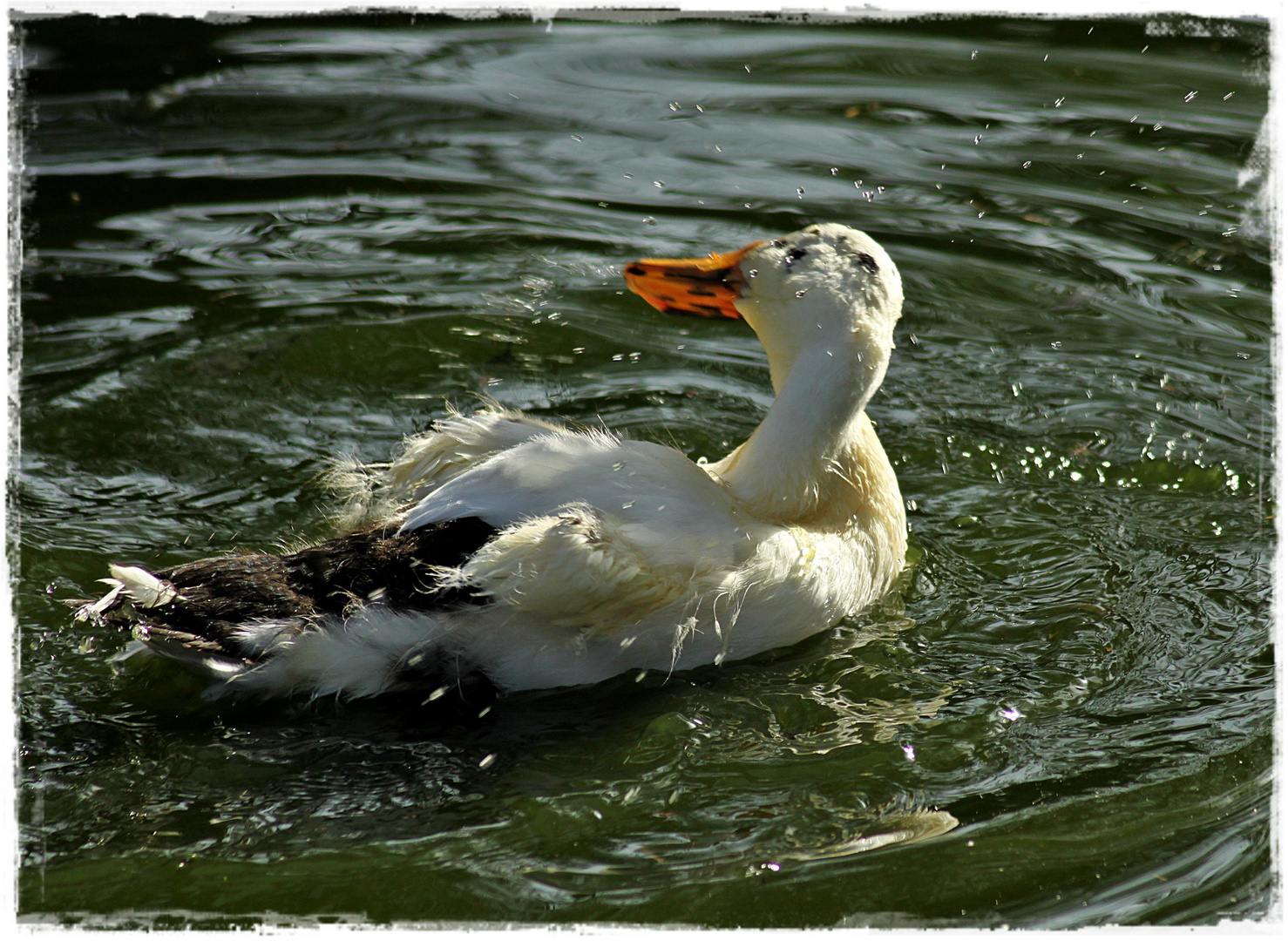 Endlich wieder Badetag