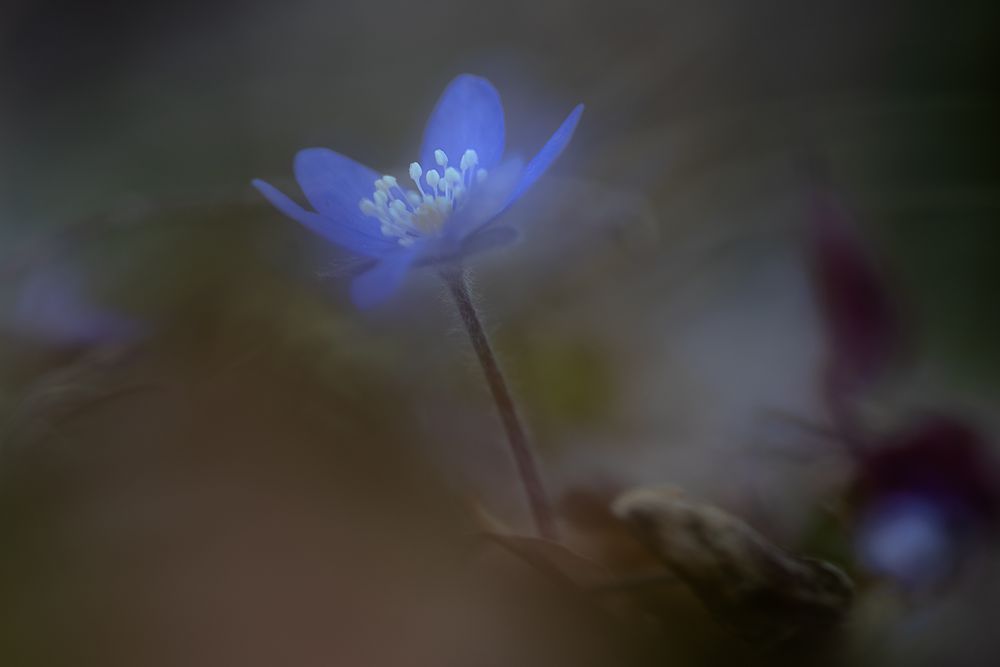 endlich wieder blaue Blümchen