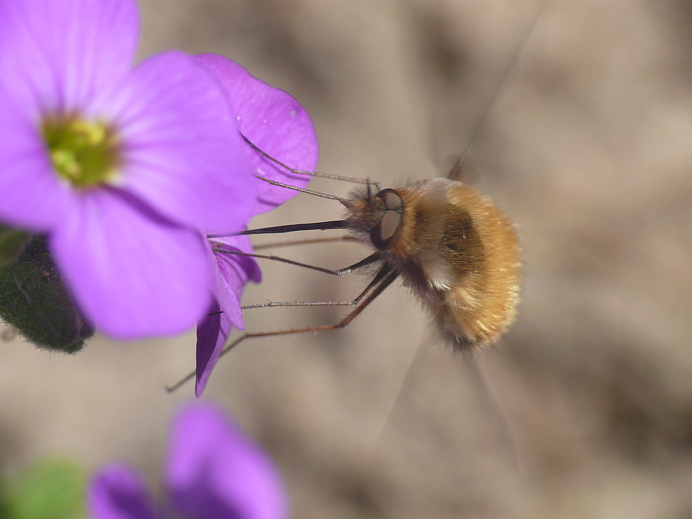 ' endlich wieder Blüten '