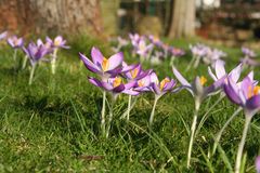 endlich wieder Blumen im Garten