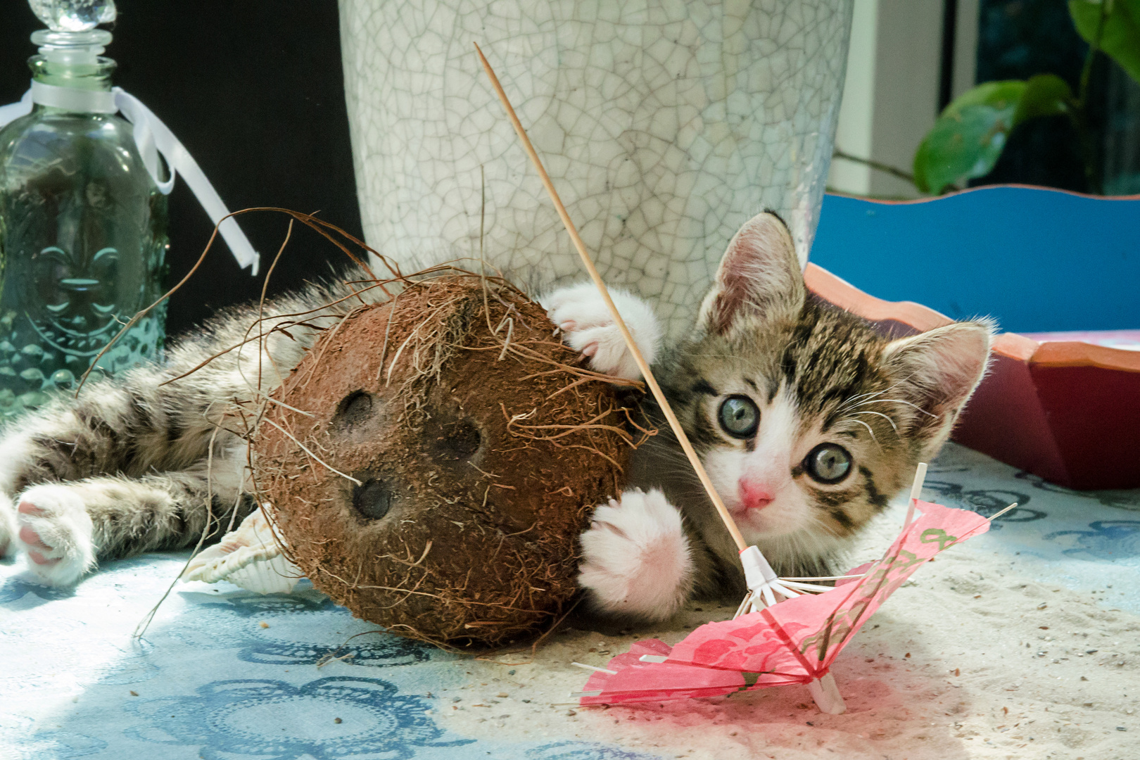 Endlich Wieder Ein Baby Im Haus Foto Bild Katzen Niedlich