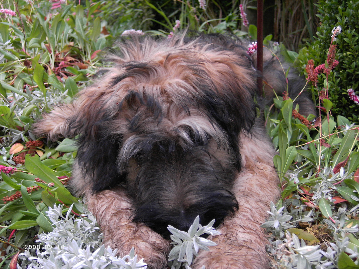 Endlich wieder einen Briard im Beet !