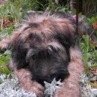 Endlich wieder einen Briard im Beet !