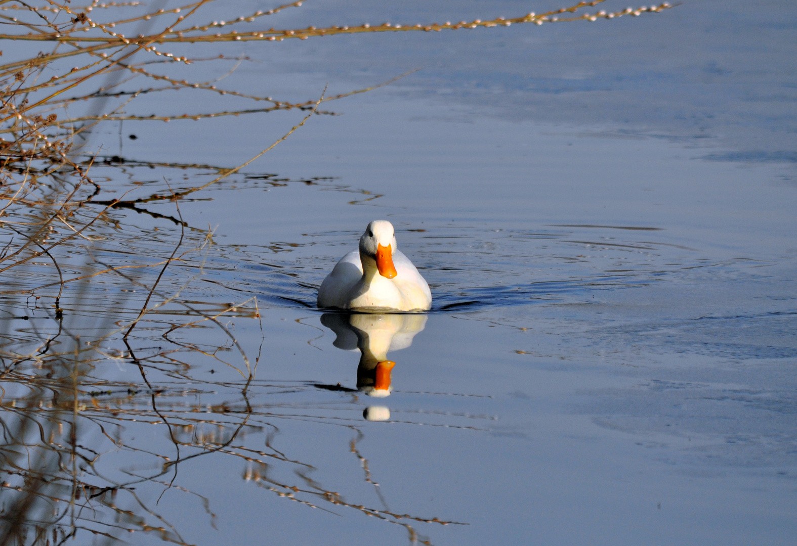 Endlich wieder eisfrei...