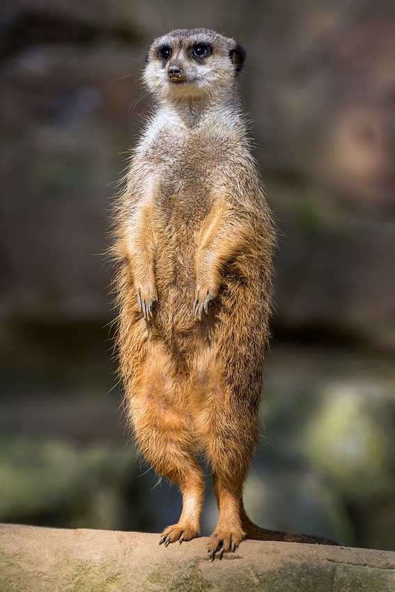 Endlich wieder Erdmännchen!