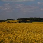 Endlich wieder Farbe auf dem Acker