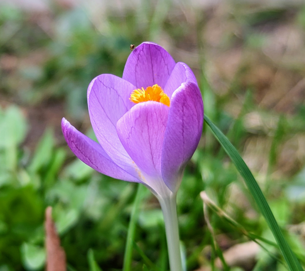 Endlich wieder Farbe in der Natur