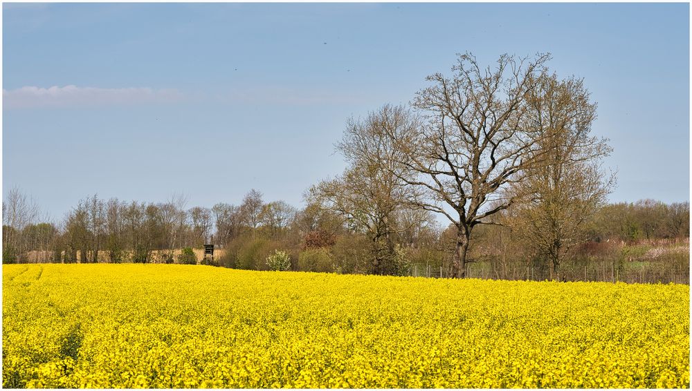 endlich wieder Farbe in der Natur