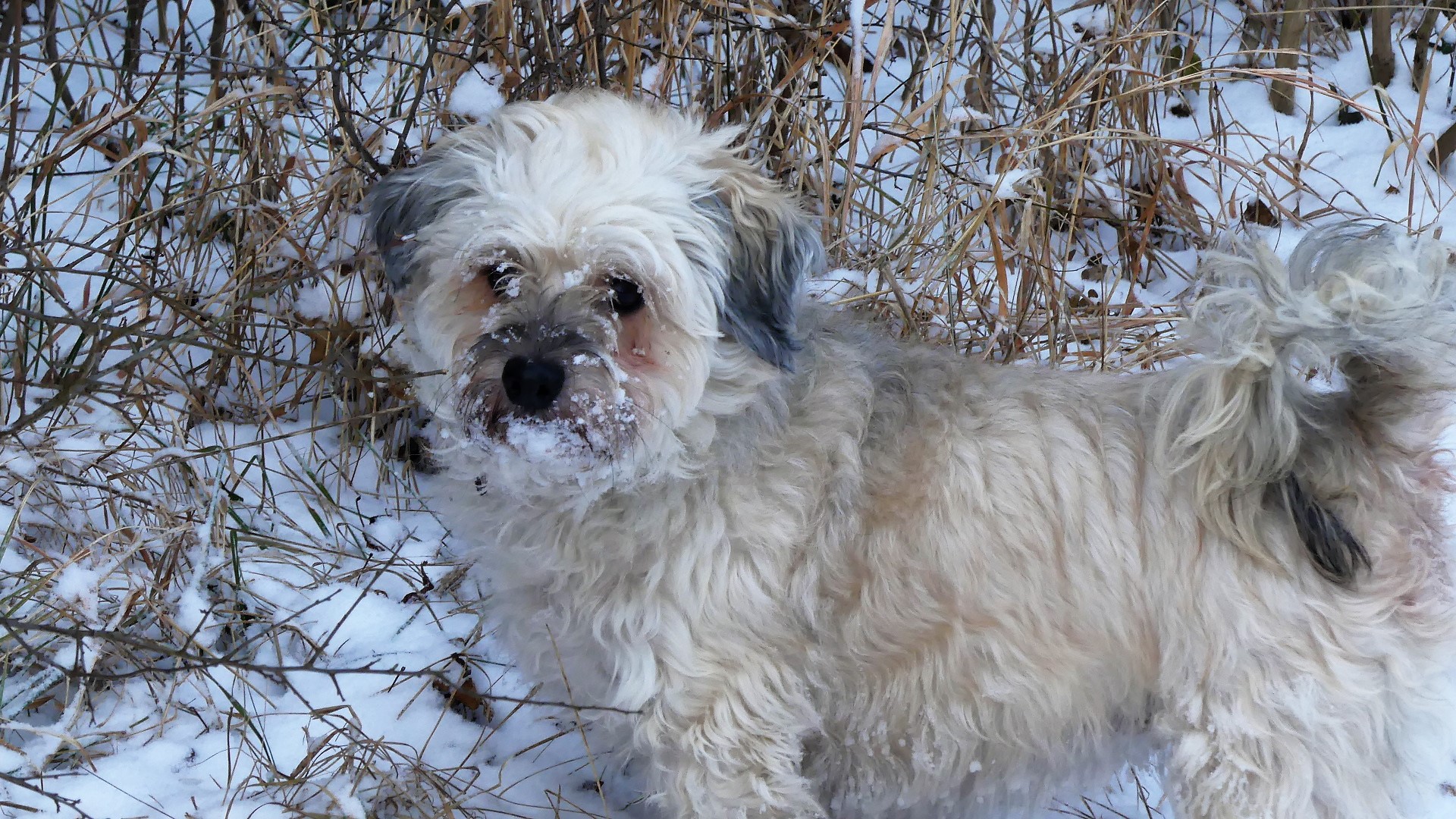 endlich wieder frischer Schnee