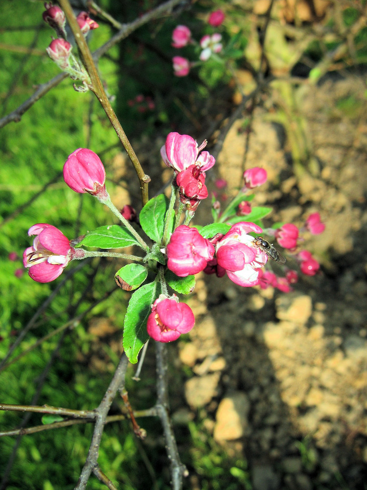 Endlich wieder Frühling...