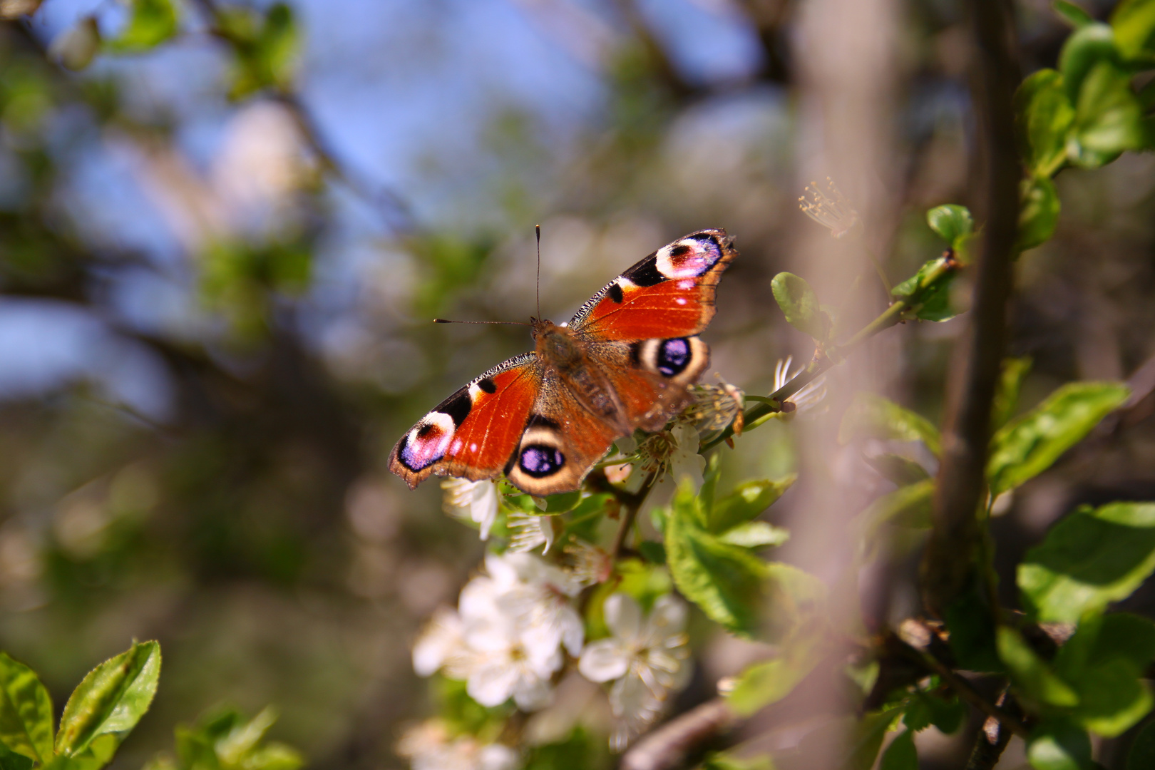 Endlich wieder Frühling