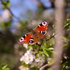 Endlich wieder Frühling