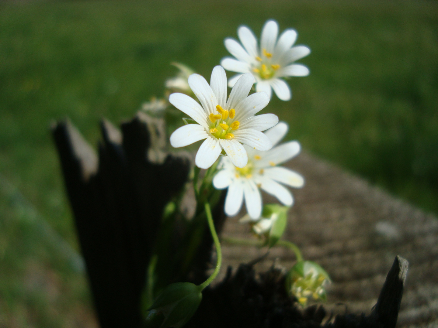 Endlich wieder Frühling