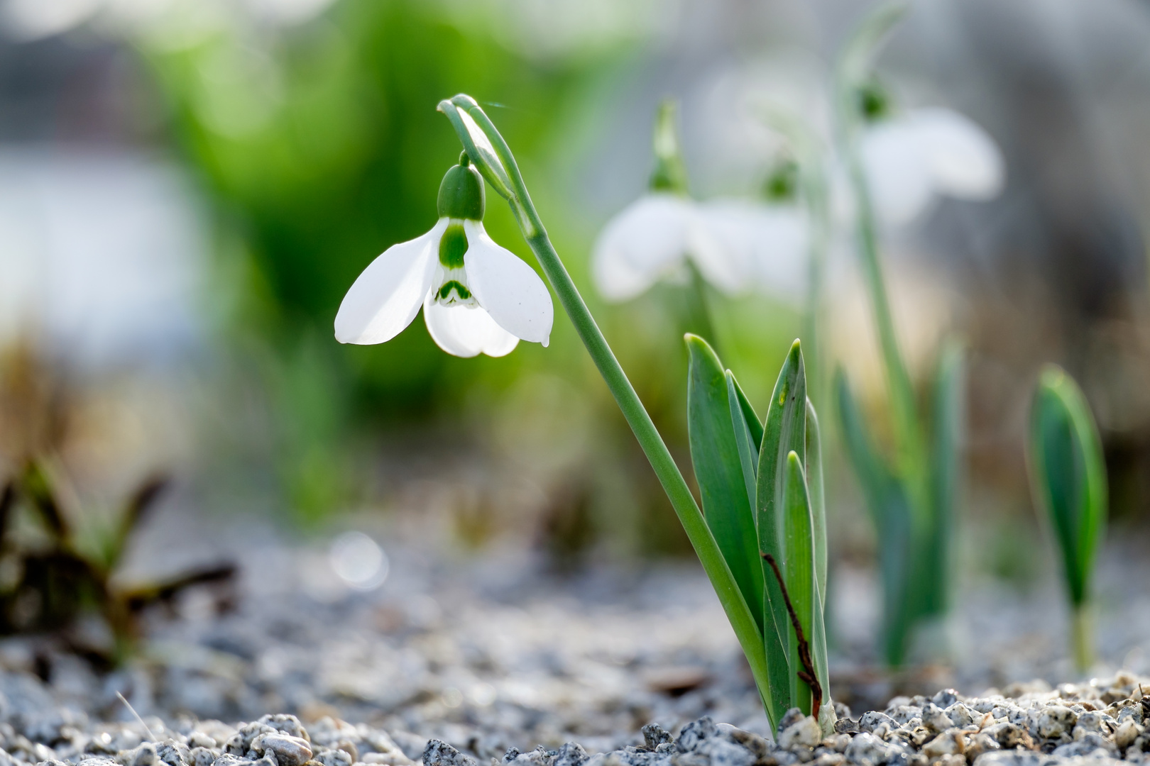 Endlich wieder Frühling!