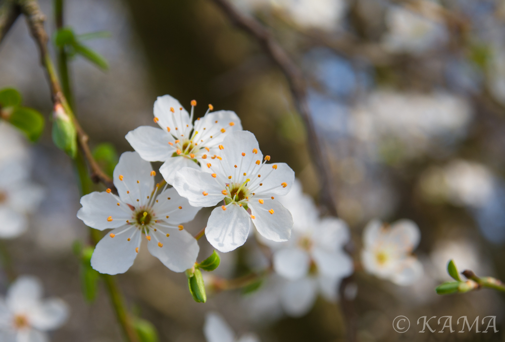 Endlich wieder Frühling