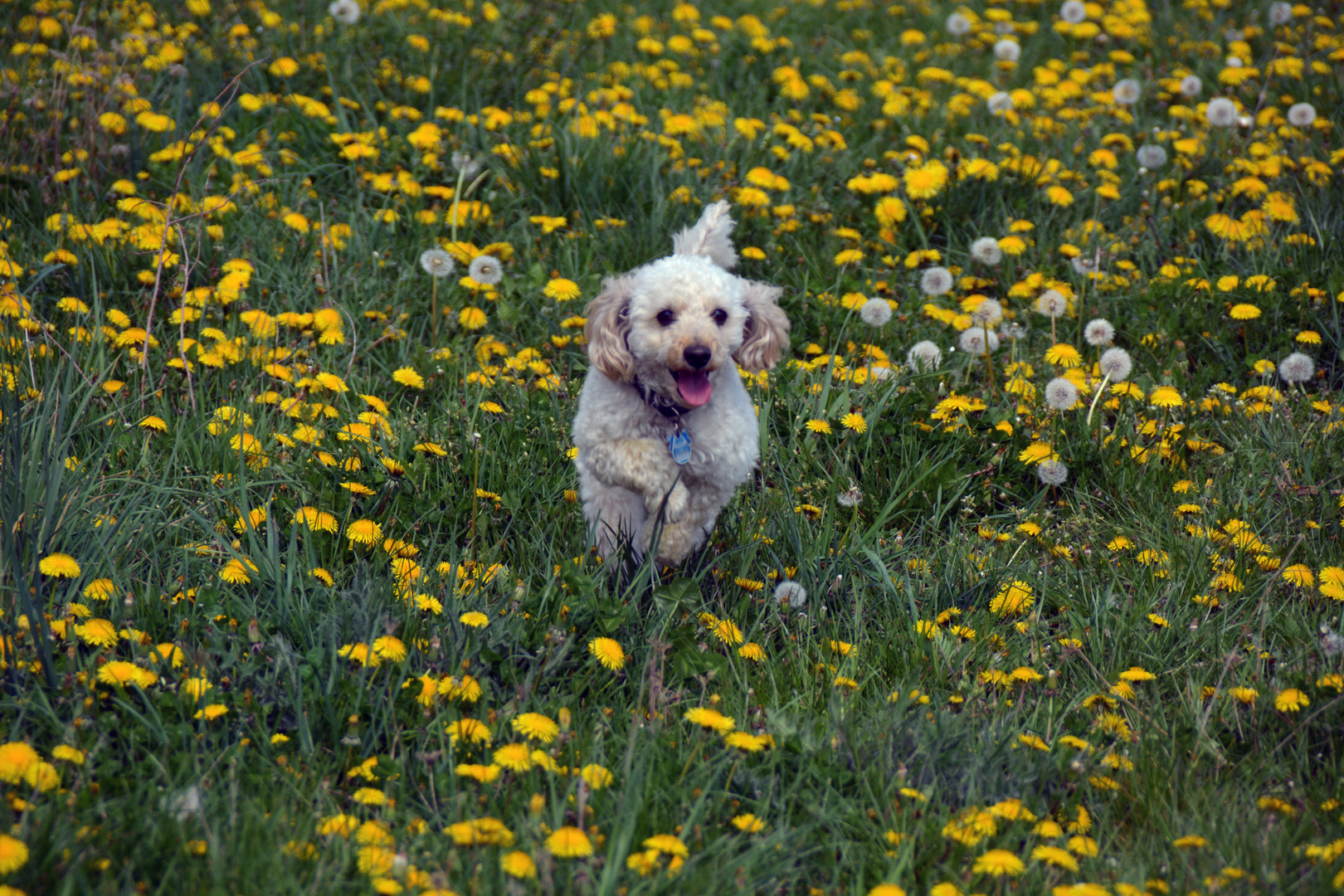 Endlich wieder Frühling und draußen toben können...