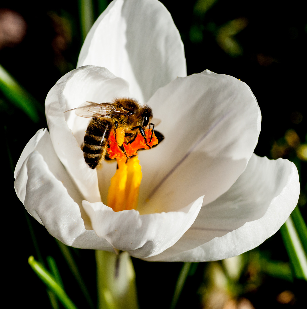 Endlich wieder Frühling und was zu essen