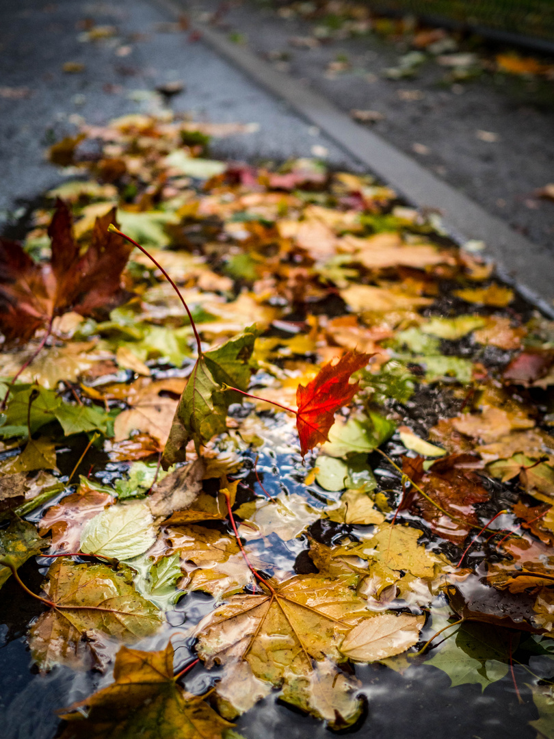 Endlich wieder Herbst