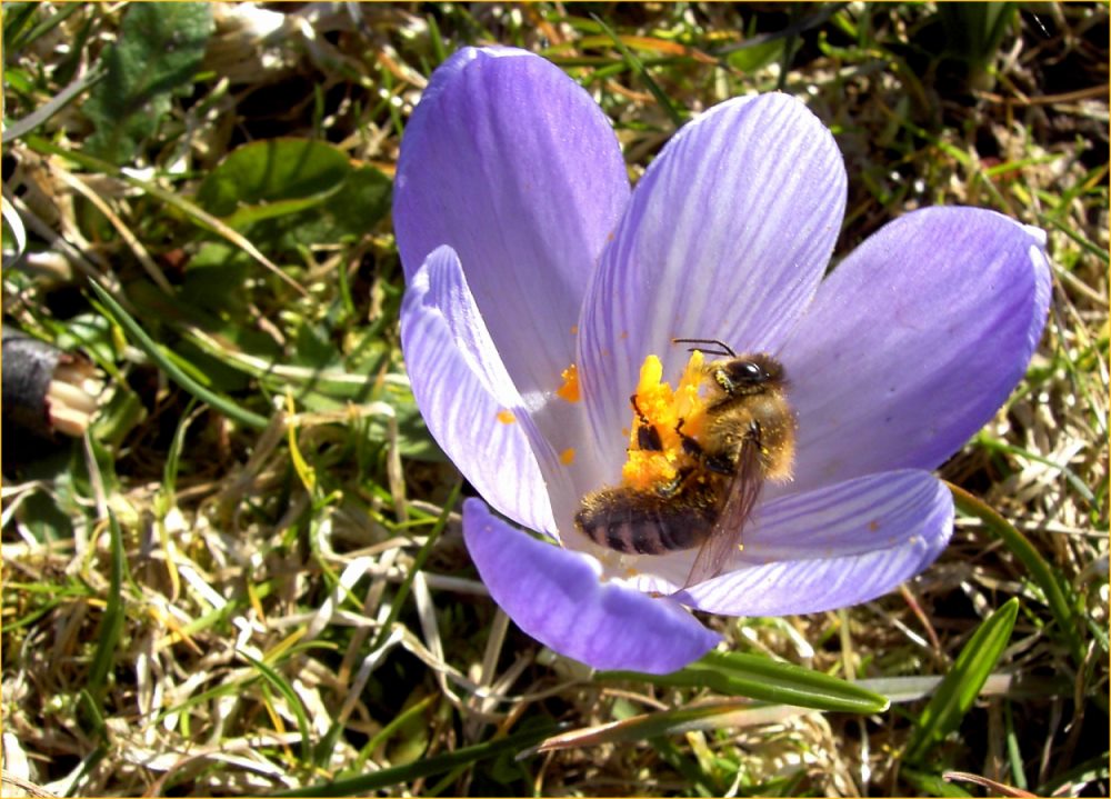 Endlich wieder in Pollen baden...