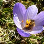 Endlich wieder in Pollen baden...