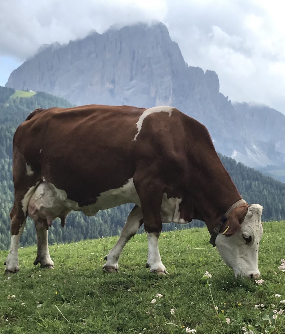 Endlich wieder in Wolkenstein 