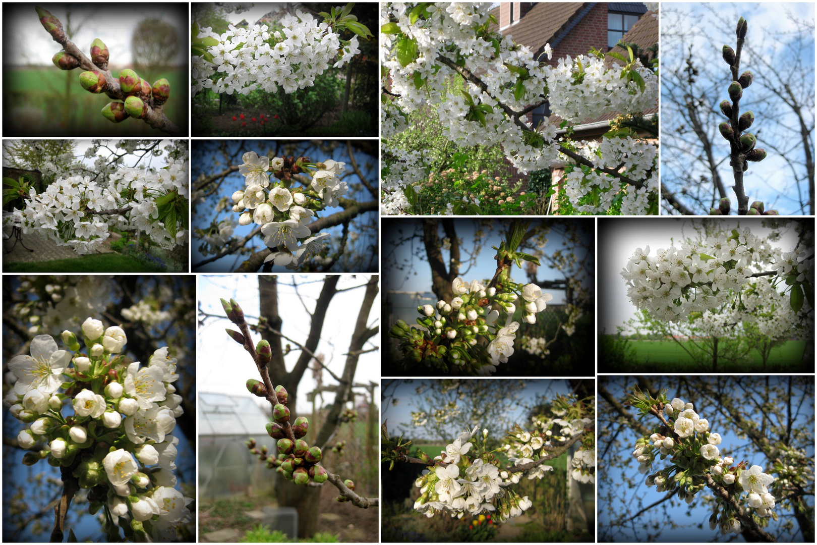 Endlich wieder Kirschblüte