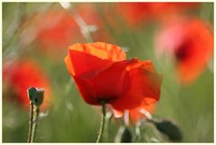 Endlich wieder Klatschmohn