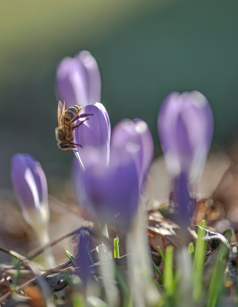 Endlich wieder Leben im Garten.....