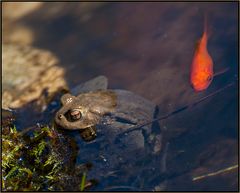 Endlich wieder Leben im/am Gartenteich.....