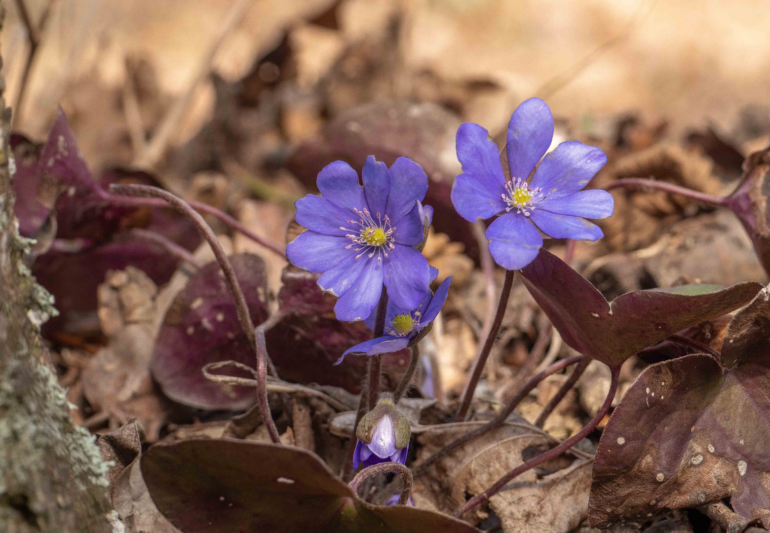 Endlich wieder Leberblümchen