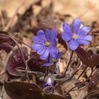 Endlich wieder Leberblümchen