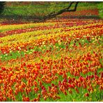 endlich wieder leuchtende Farben