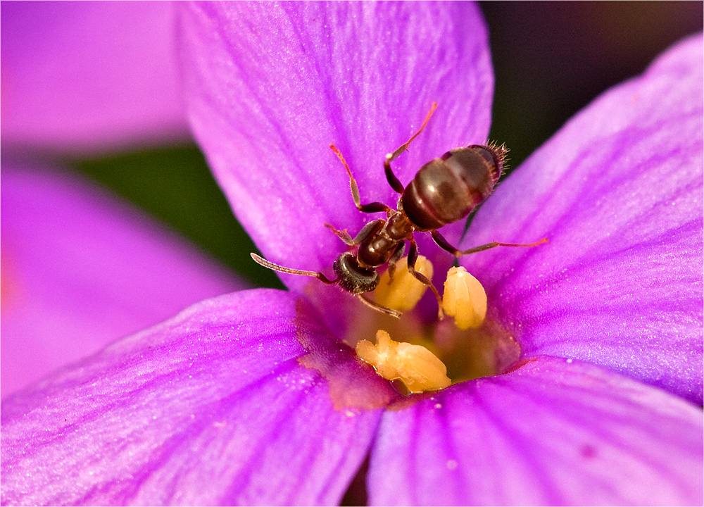 Endlich wieder makro 1.