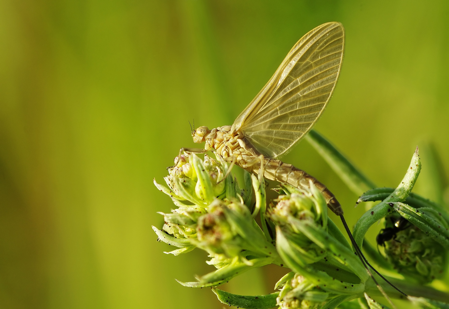 Endlich wieder Makroinsekten - eine Eintagsfliege 