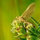 Endlich wieder Makroinsekten - eine Eintagsfliege 