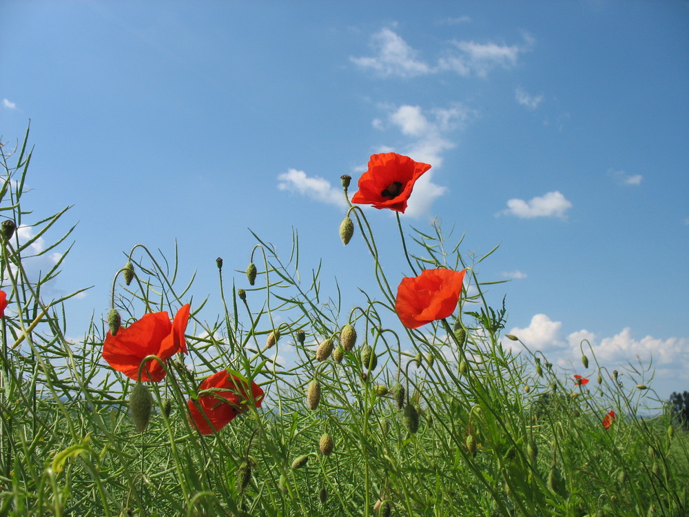 Endlich wieder Mohn an den Wiesensäumen......