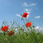 Endlich wieder Mohn an den Wiesensäumen......