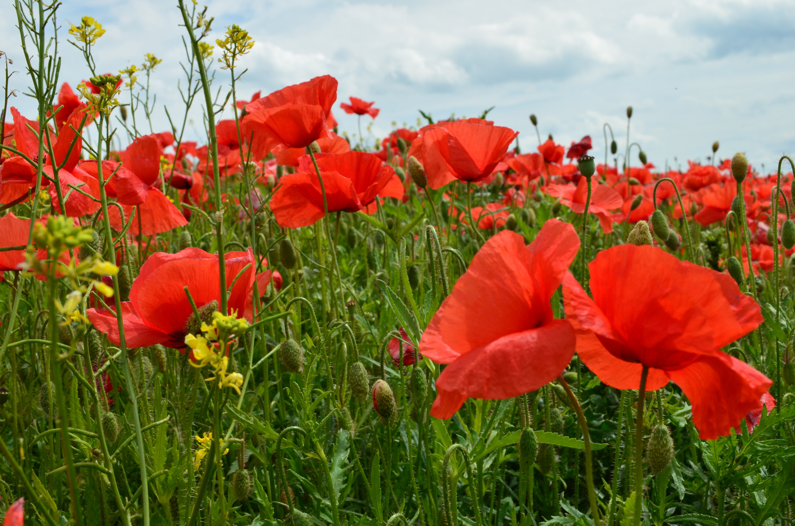 Endlich wieder Mohn !